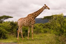 Giraffe (71 von 94).jpg
